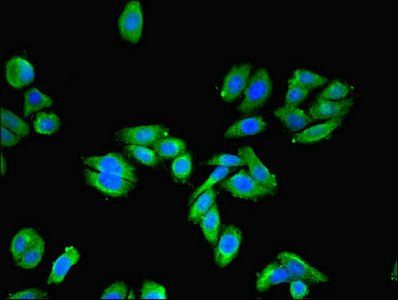 UPK3A Antibody