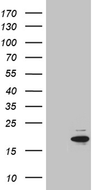 UPRT Antibody