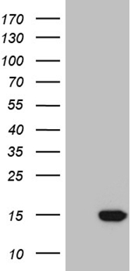 UPRT Antibody