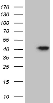 FERMT3 Antibody