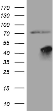 FERMT3 Antibody