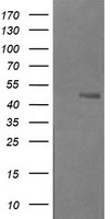 USP10 Antibody