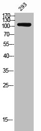 USP11 Antibody