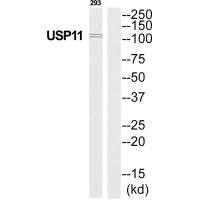 USP11 Antibody