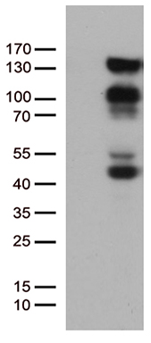 USP12 Antibody