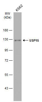 ubiquitin specific peptidase 15 Antibody