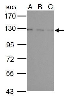 ubiquitin specific peptidase 15 Antibody