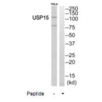 USP15 Antibody