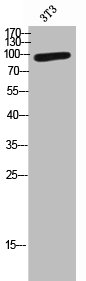 USP16 Antibody