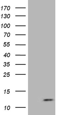 USP25 Antibody