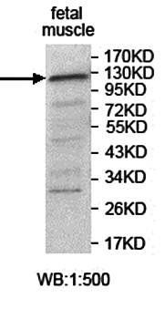 USP25 Rabbit Polyclonal Antibody