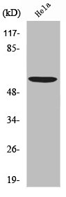 USP30 Antibody