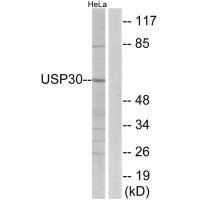 USP30 Antibody