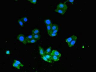 USP33 Antibody