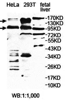 USP33 Rabbit Polyclonal Antibody