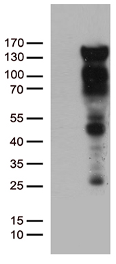 USP36 Antibody