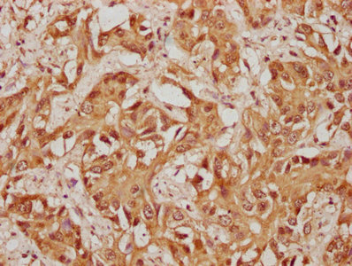 USP36 Antibody