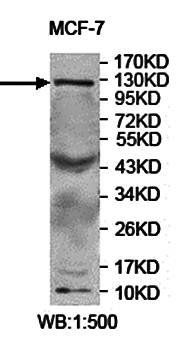 USP37 Rabbit Polyclonal Antibody