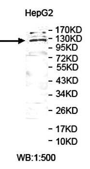 USP38 Rabbit Polyclonal Antibody
