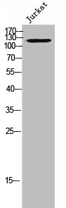 USP43 Antibody
