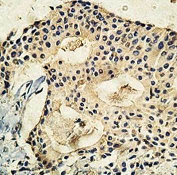 USP5 Rabbit Polyclonal Antibody