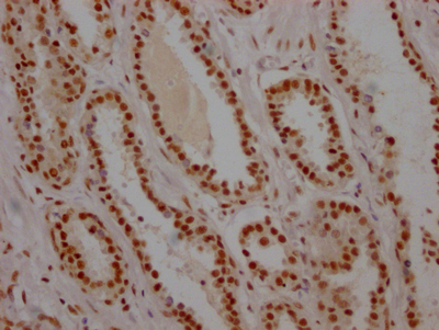 USP7 Antibody