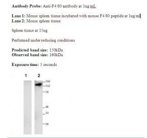 F4/80 Blocking Peptide