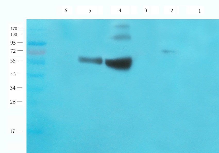 VAMP7 Rabbit Polyclonal Antibody