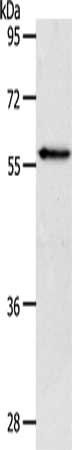 VANGL2 Antibody