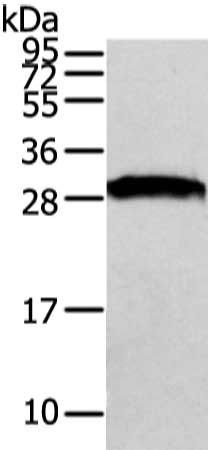 VAPA Antibody