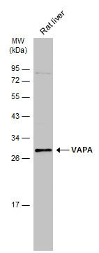 VAMP associated protein A Antibody