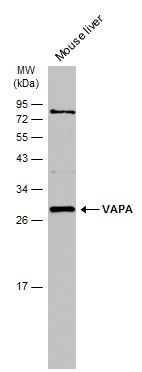 VAMP associated protein A Antibody