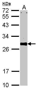 VAMP associated protein A Antibody