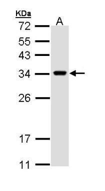 VAMP associated protein A Antibody