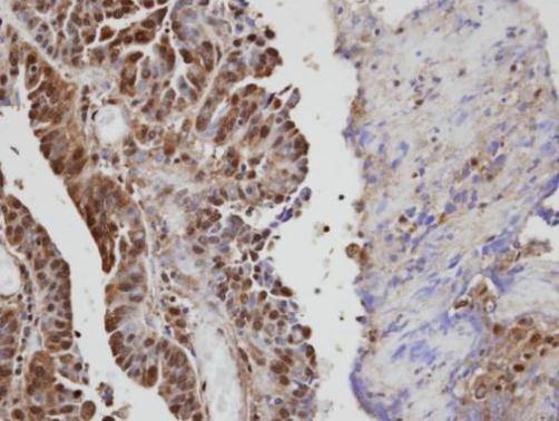vav guanine nucleotide exchange factor 1 Antibody