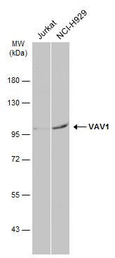 vav guanine nucleotide exchange factor 1 Antibody