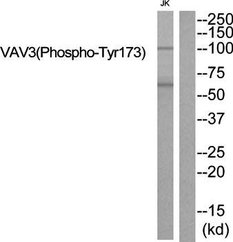 VAV3 (Phospho-Tyr173) Antibody