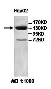 VCL Rabbit Polyclonal Antibody