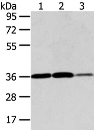 VEGFA Antibody