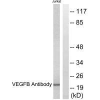 VEGFB Antibody