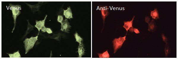 Venus Antibody