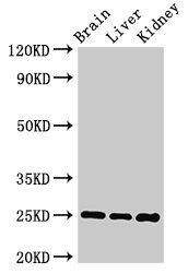 VAMP7 Antibody