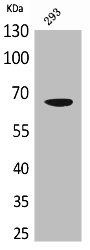 VGF Antibody