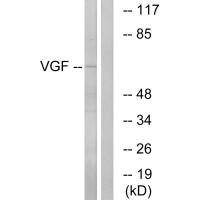 VGF Antibody