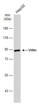 villin 1 Antibody
