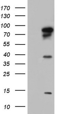 VIM Antibody