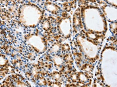 SELENOS Antibody