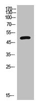 VIPR1 Antibody