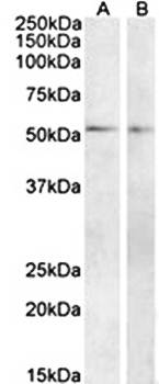 Goat anti-Vipr1 (mouse) Antibody