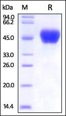 Ebolavirus BDBV Small / secreted Glycoprotein Protein, His Tag